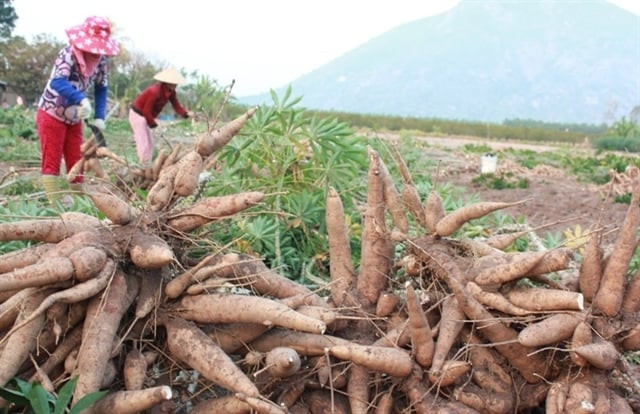 Ngày nay, sắn là loại 