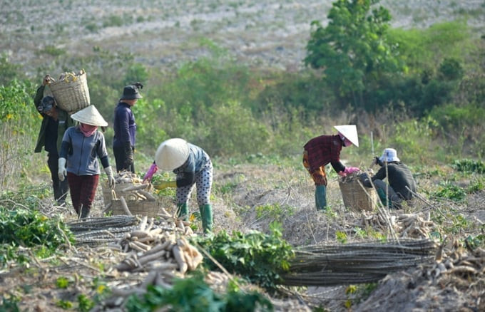 Điểm đặc biệt là không chỉ củ sắn mà cả lá sắn đều là mặt hàng xuất khẩu mang lại nguồn thu tỷ USD cho đất nước. Ảnh: Internet