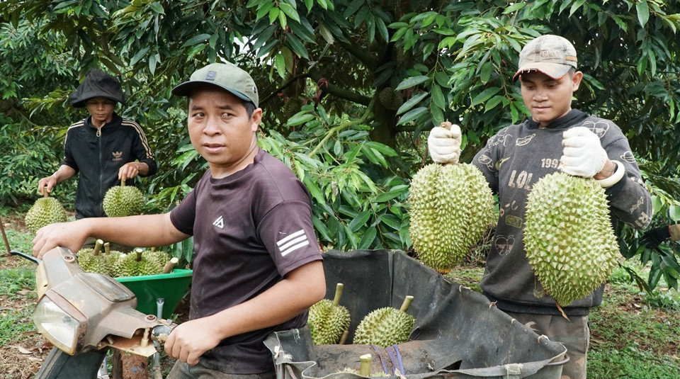 Nhiều thương lái đổ về Đắk Nông thu mua sầu riêng.