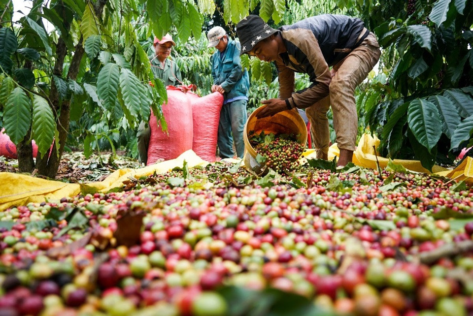 Giá cà phê hôm nay 22/7: kỳ vọng tăng trở lại trước cuộc họp của Fed 