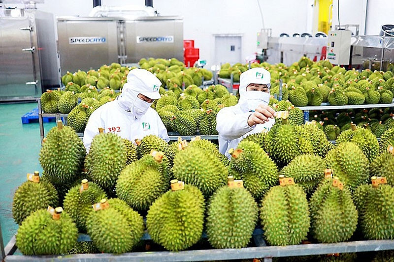 Sầu riêng là mặt hàng có đóng góp lớn vào kim ngạch xuất khẩu rau quả.