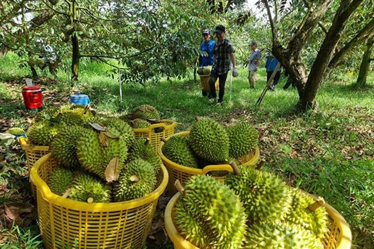 Nếu không xuất khẩu được sầu riêng đông lạnh, khó đạt mục tiêu xuất khẩu 3 tỷ USD