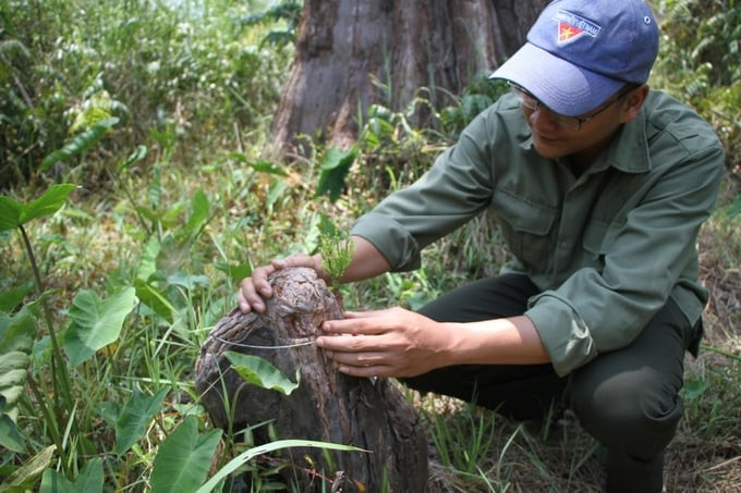 Các chồi cây mọc lên qua phương pháp ghép cụm chồi qua các rễ thở. Ảnh: Báo Đắk Lắk