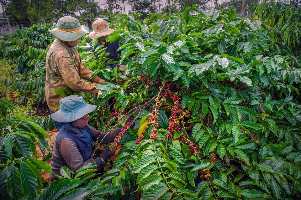 Giá cà phê hôm nay 24/7: Robusta giảm cả 100 USD/tấn trong khi tồn kho thấp