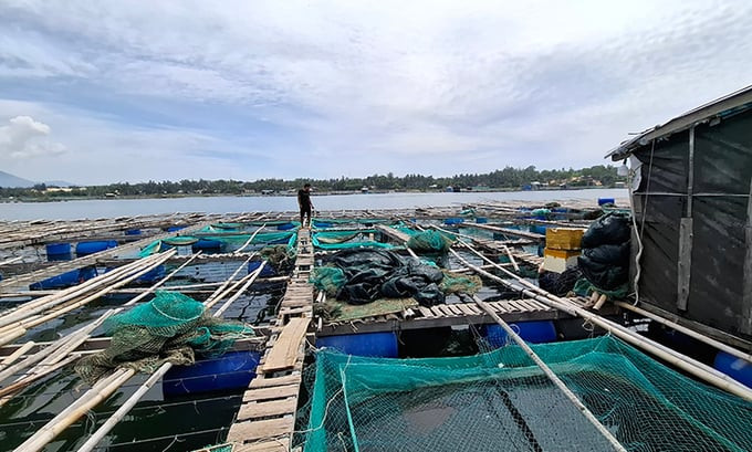 Lồng bè nuôi tôm hùm của người dân. Ảnh: Mạnh Hoài Nam