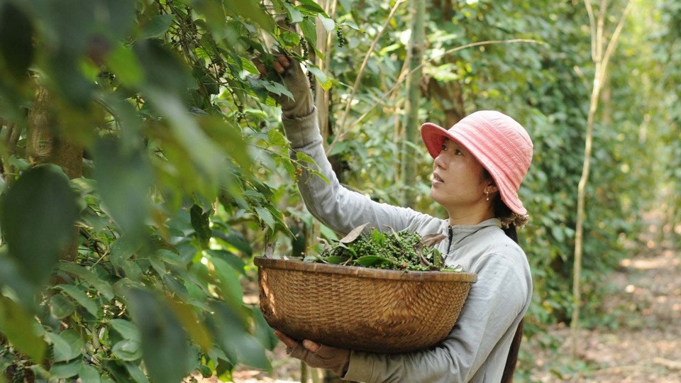 Giá tiêu hôm nay 25/7: nguyên nhân đẩy giá tiêu giảm ở Bà Rịa, Đắk Lắk 