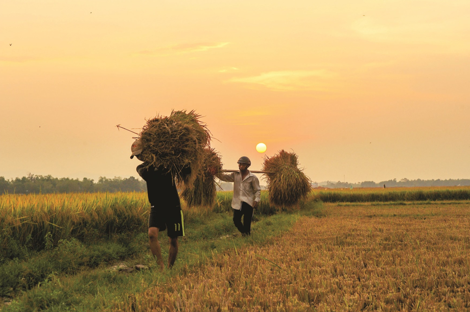 Giá lúa gạo hôm nay 25/7/2024: giá lúa tăng nhẹ. Ảnh minh họa.