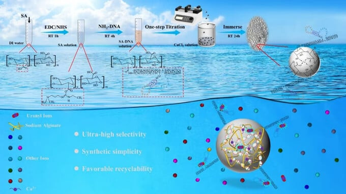 Các vi cầu hydrogel SA-DNA để chiết xuất uranium từ nước biển (Ảnh: Science Direct)