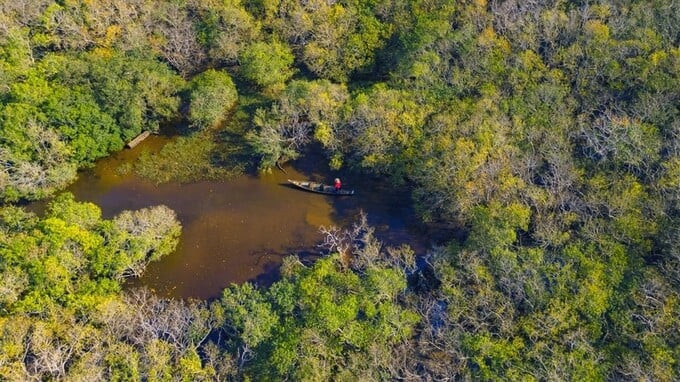 Rú Chá là một khu rừng ngập mặn độc đáo, nơi mà mỗi mùa đều mang đến một vẻ đẹp riêng biệt (Ảnh: Internet)