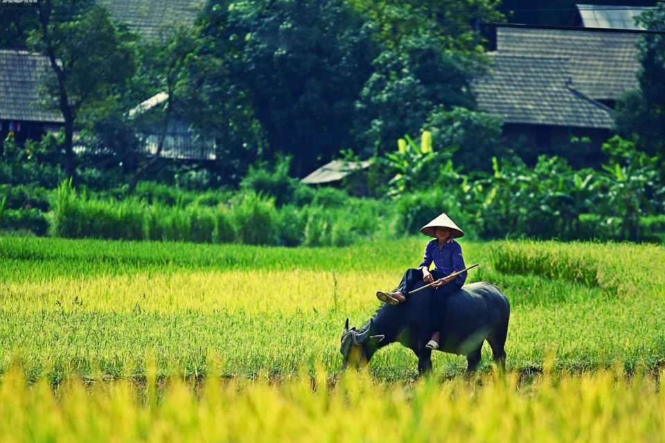 Giá lúa gạo hôm nay 28/7/2024: thị trường lúa gạo có xu hướng tăng nhẹ. Ảnh minh họa.