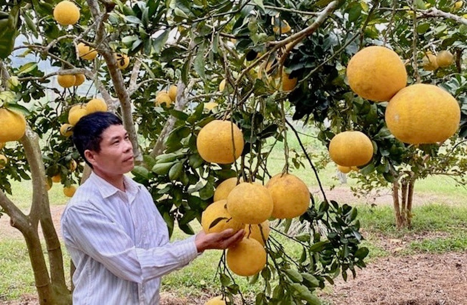 Bưởi là loại quả thứ 3 của Việt Nam được cho phép nhập khẩu vào Hàn Quốc.