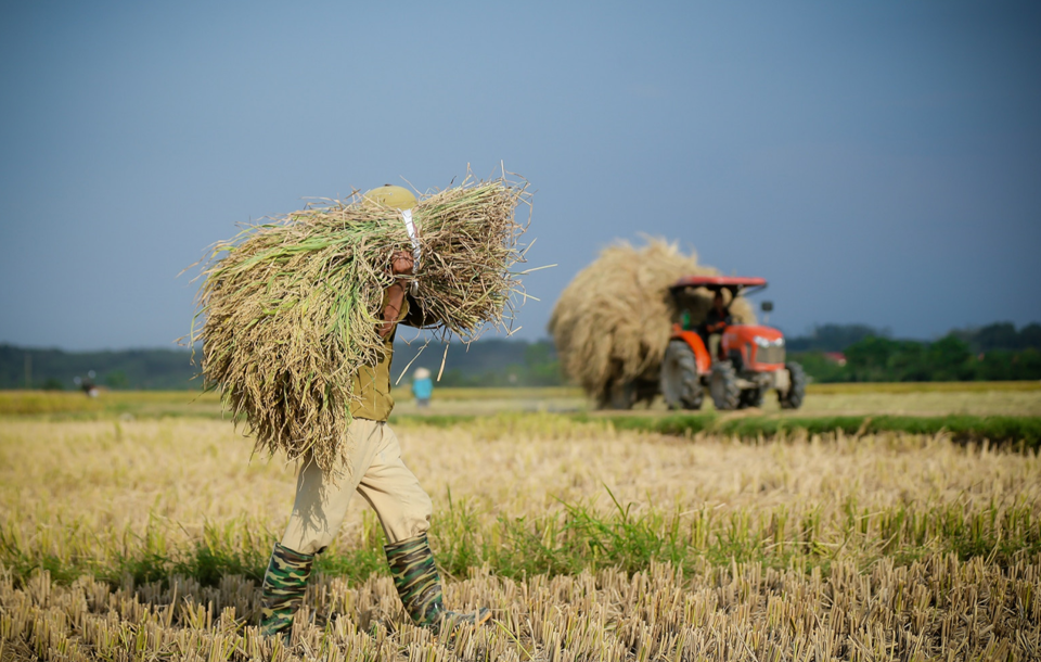 Giá lúa gạo hôm nay 2/8/2024: giá gạo tăng từ 100 - 250 đồng/kg. Ảnh minh họa.