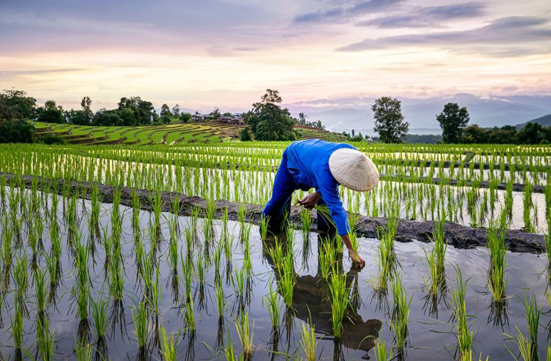 Giá lúa gạo hôm nay 5/8/2024: giá gạo xuất khẩu neo ở mức thấp. Ảnh minh hoạ. 