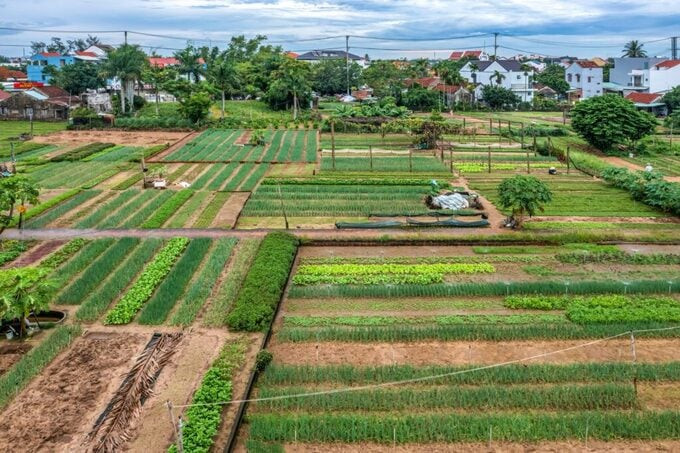 Cách trung tâm phố cổ 3km, cách TP. Tam Kỳ 50km và cách Đà Nẵng 25km, làng rau Trà Quế có lịch sử hình thành hơn 300 năm, nổi tiếng với hơn 40 loại rau thơm đặc sắc. Ảnh: Internet