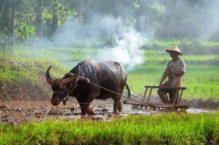 Giá lúa gạo hôm nay 8/8/2024: giá gạo tăng 50 - 100 đồng/kg. Ảnh minh họa.