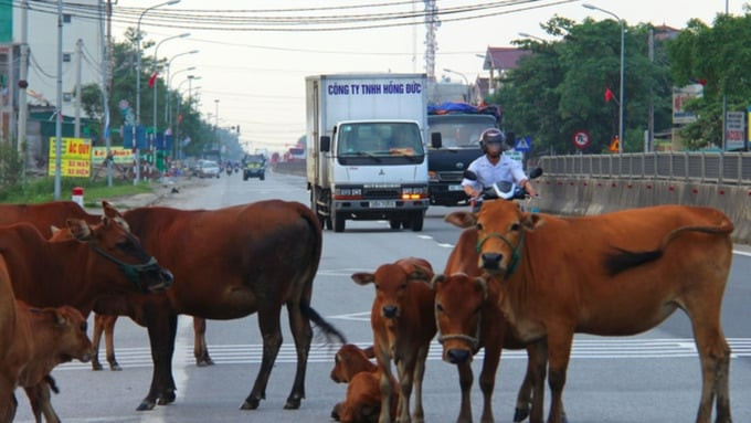 Điều 12 của dự thảo quy định về xử phạt người điều khiển, dẫn dắt vật nuôi hoặc điều khiển xe vật nuôi kéo vi phạm quy tắc giao thông đường bộ. Nguồn: Luật Minh Khuê