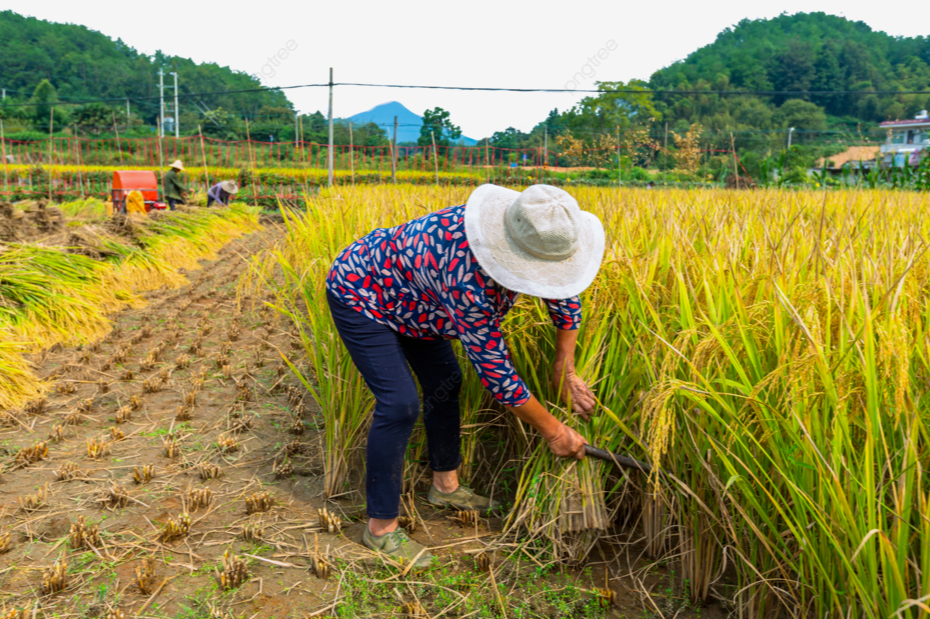 Giá lúa gạo hôm nay 12/8/2024: giá gạo xuất khẩu tăng 3 - 5 USD/tấn. Ảnh minh họa.