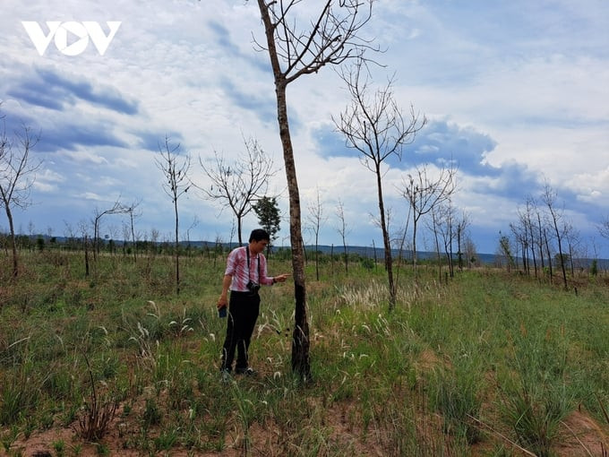 Thanh tra Chính phủ yêu cầu thu hồi dự án gần 900ha của Tập đoàn Đức Long Gia Lai (nguồn ảnh: VOV)