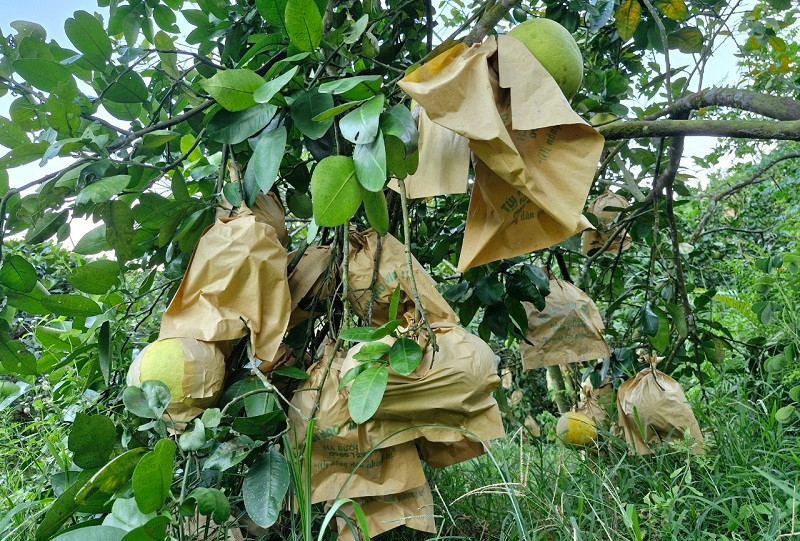 Qủa bưởi được bao bọc phòng ngừa sâu bệnh gây hại, nâng cao chất lượng sản phẩm