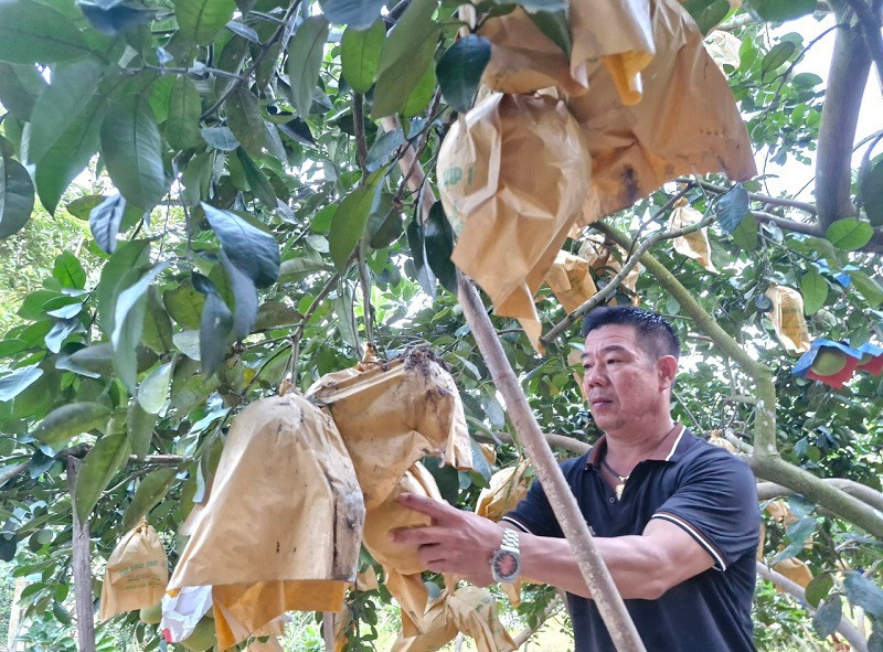 Qủa bưởi phát triển đồng đều, chất lượng thơm ngon, mang đến nhiều niềm vui cho người dân