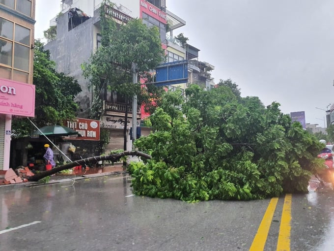 Bão số 2 gây mưa lớn, cây đổ trên địa bàn TP. Hạ Long (Quảng Ninh). Ảnh: Báo Dân Việt