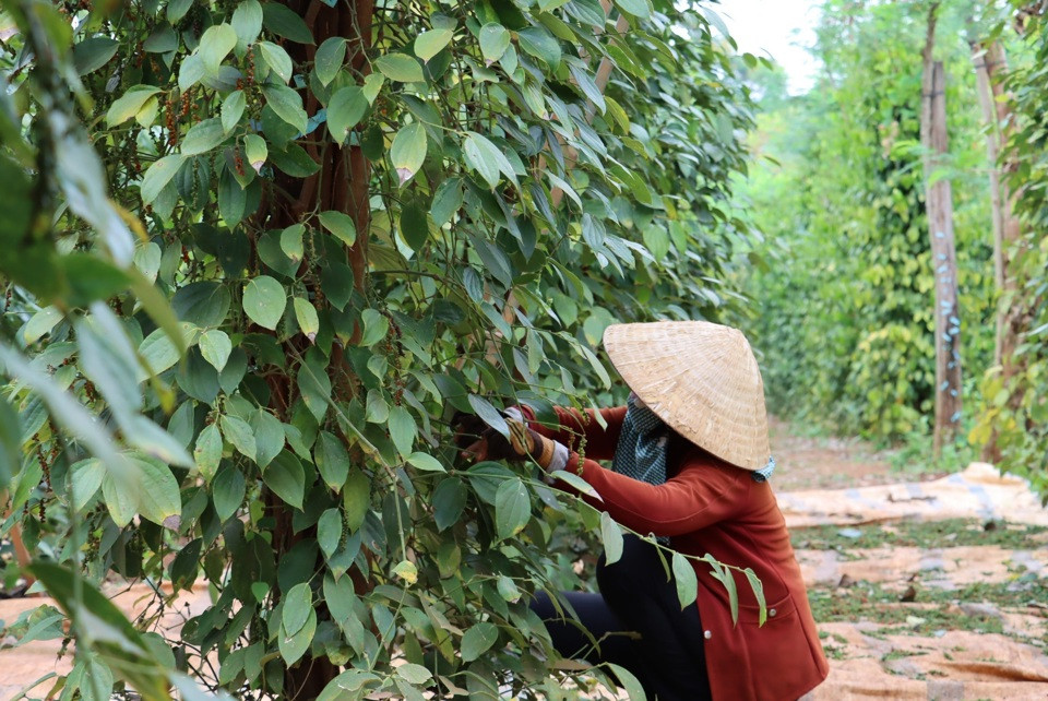 Giá tiêu hôm nay 15/8: tăng 2 ngày liên tiếp, chinh phục mốc 140.000 đồng/kg