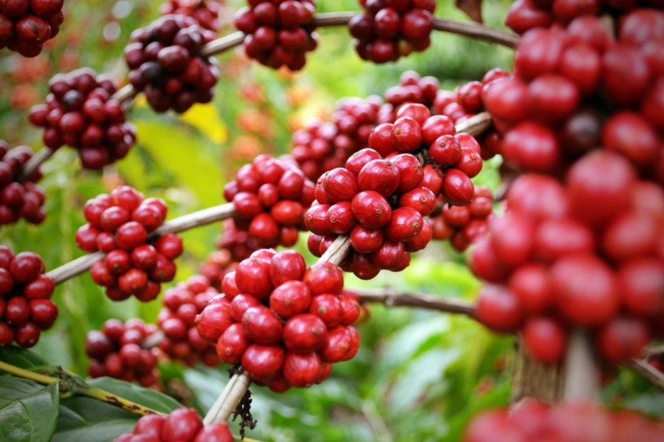 Giá cà phê hôm nay 16/8: Robusta lại tăng tiếp cả trăm USD một tấn 