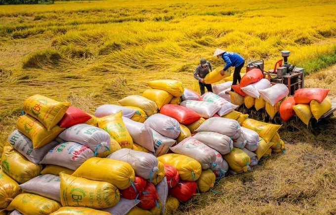 Việt Nam là quốc gia đứng hàng đầu thế giới về chất lượng và sản lượng gạo. Ảnh: Sưu tầm