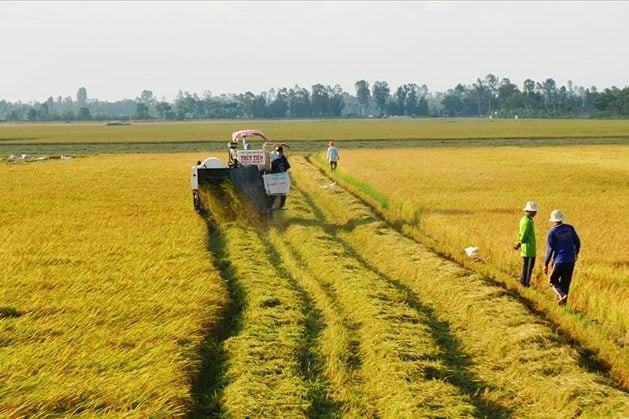 Nhiều người đã mua gom đất nông nghiệp trước khi Luật Đất đai 2024 có hiệu lực. Ảnh: Internet