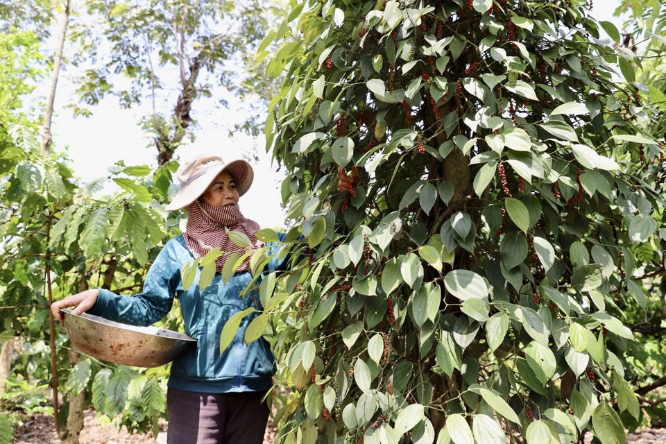 Giá tiêu hôm nay 17/8: các nước Đông Nam Á tiếp tục tăng, Việt Nam giảm