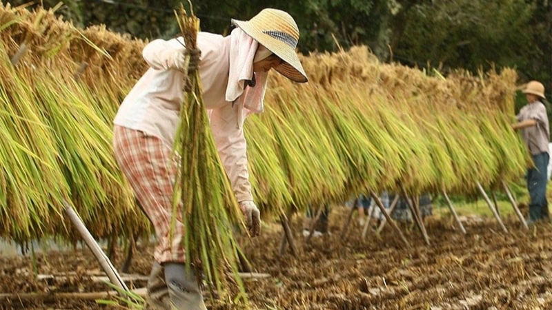 Giá lúa gạo hôm nay 17/8: giá gạo tiếp đà tăng nhẹ. Ảnh minh hoạ. 