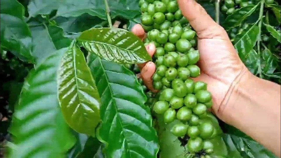 Giá cà phê hôm nay 17/8: Robusta có tuần rực rỡ, tăng 339 USD/tấn