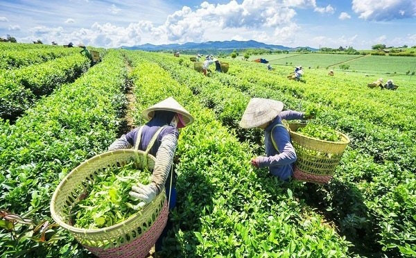 Việt Nam có ‘mỏ vàng xanh’ bạt ngàn thu về trăm triệu USD nhờ xuất khẩu, các nước thu mua hàng chục nghìn tấn - ảnh 4