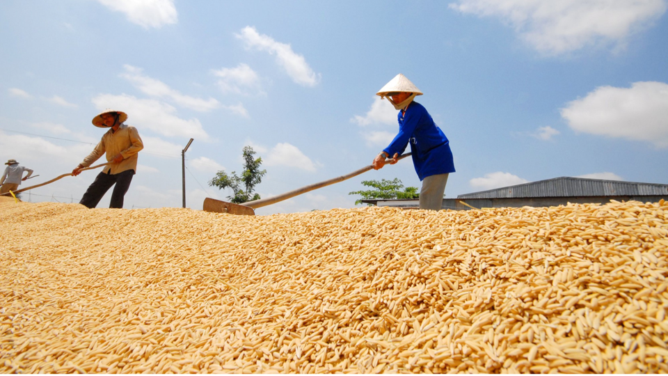 Giá lúa gạo hôm nay 21/8: tăng giảm trái chiều. Ảnh mình hoạ.