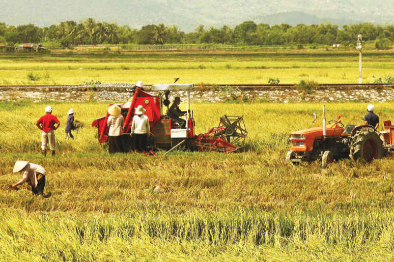 Giá lúa gạo hôm nay 23/8: tăng giảm trái chiều. Ảnh minh họa.