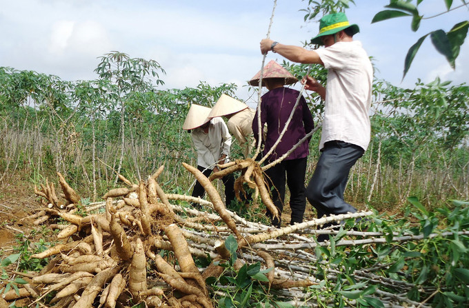 Đây là loại nông sản được xuất khẩu mạnh mẽ sang nhiều thị trường khác nhau. Ảnh: Internet