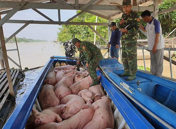 Giá heo hơi hôm nay 24/8: lặng sóng trên cả ba miền. Ảnh minh họa.