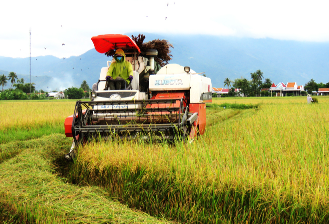 Giá lúa gạo hôm nay 25/8: giá gạo giảm, giá lúa tăng. Ảnh minh họa.