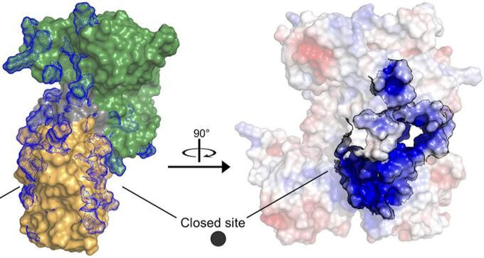 Sự hình thành protein phức hợp DdrC-DNA, Đại học Western. Ảnh: Goodnewsnetwork