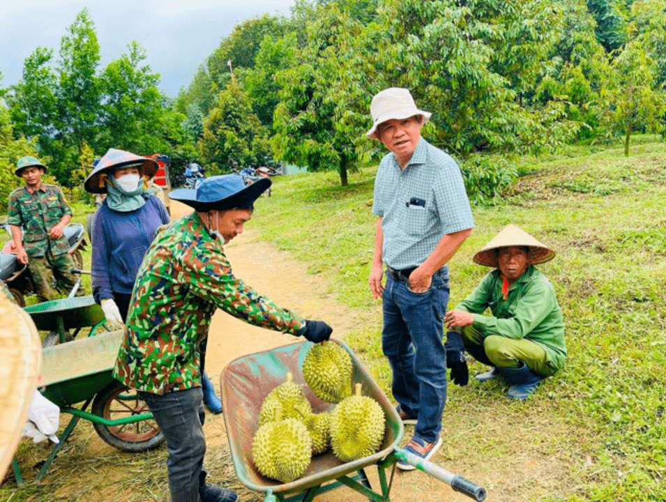 Bầu Đức dự kiến bội thu nhờ diện tích sầu riêng tăng gấp 10 lần