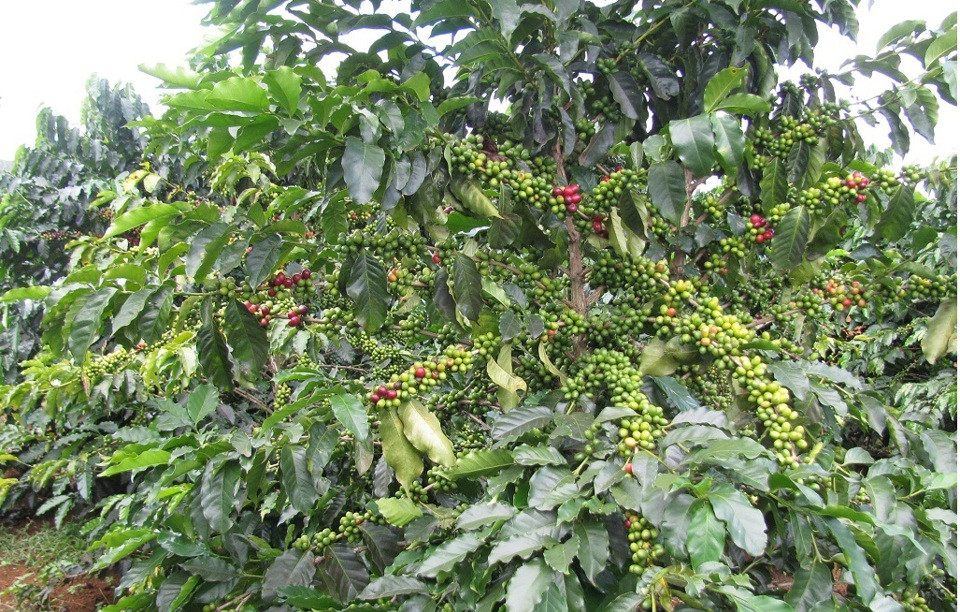 Giá cà phê hôm nay 31/8: Robusta tăng, có lúc vượt kỷ lục trên 5.000 USD/tấn