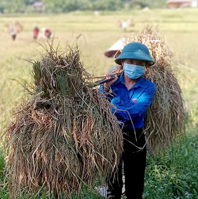 Giá lúa gạo hôm nay 31/8: giá gạo xuất khẩu giảm mạnh. Ảnh minh họa.