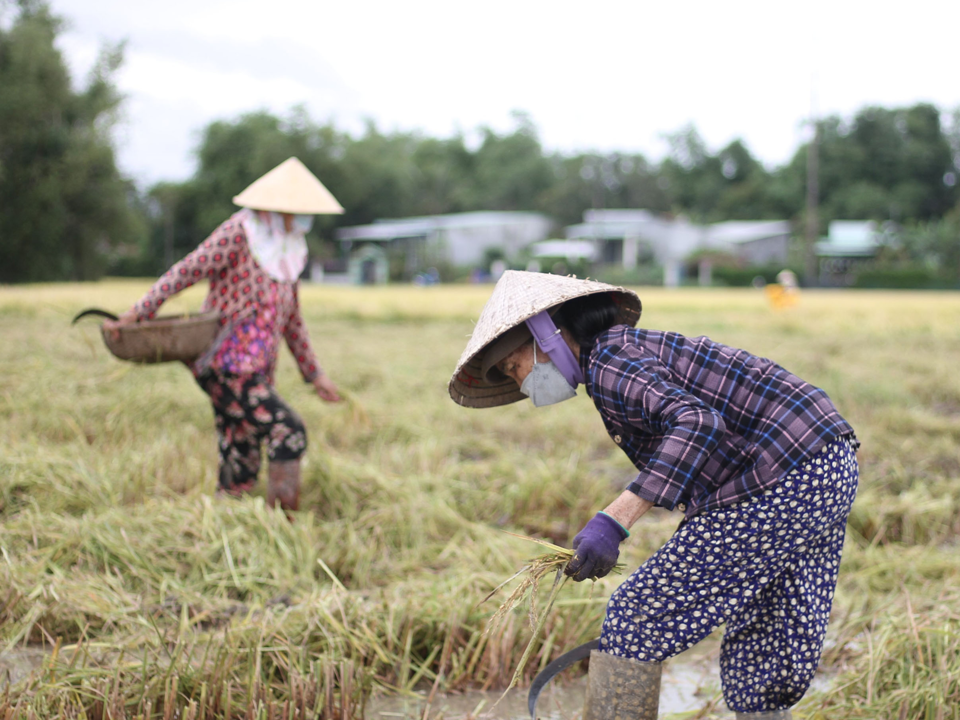 Giá lúa gạo hôm nay 1/9: giá lúa tăng 100 - 200 đồng/kg. Ảnh minh họa.