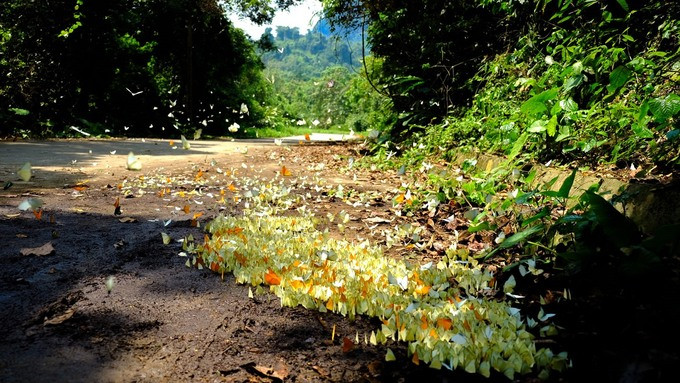 Đây là lần thứ sáu liên tiếp kể từ năm 2019 Vườn Quốc gia Cúc Phương nhận được danh hiệu này (Ảnh: Trung tâm TTXTDL Ninh Bình)