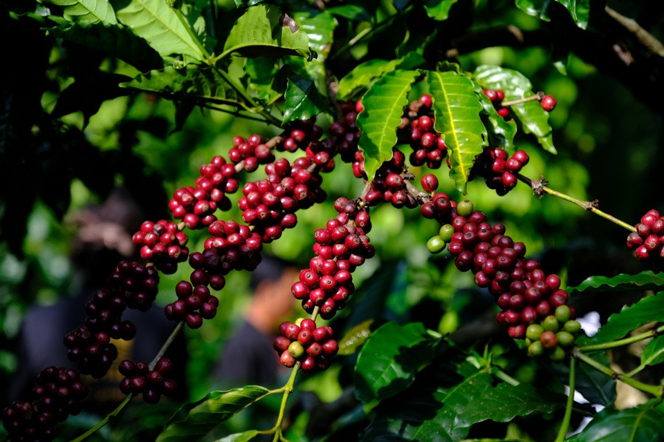 Giá cà phê hôm nay 5/9: Robusta tăng mạnh, thêm hơn 200 USD/tấn