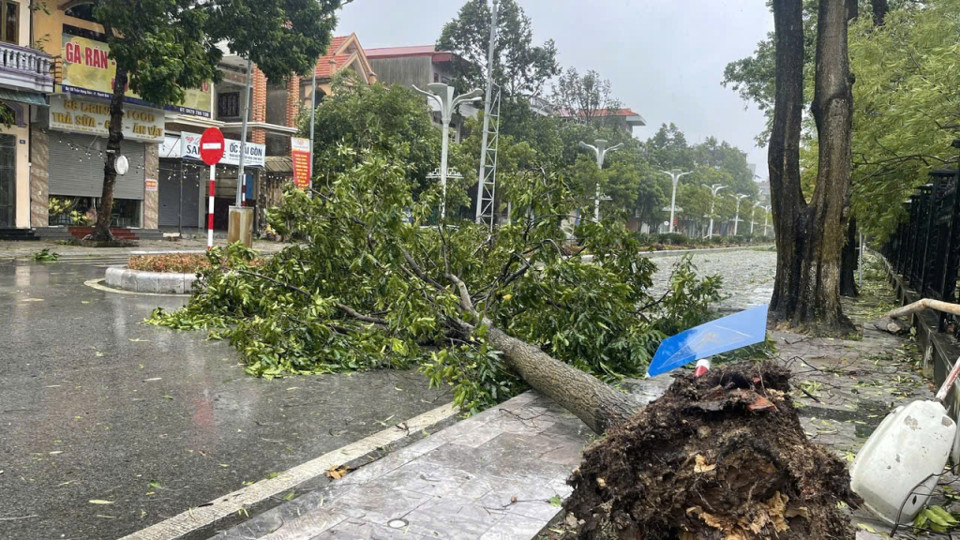 Mưa và gió rất lớn, tại Uông Bí, nhiều cây đổ.