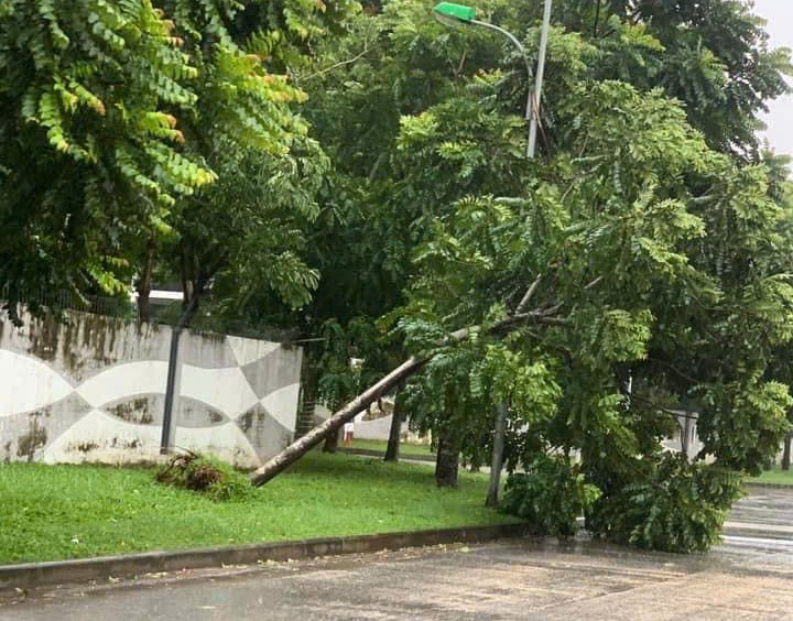 Cây bật gốc tại quận Hoàng Mai - Ảnh: VGP/Thúy Hà