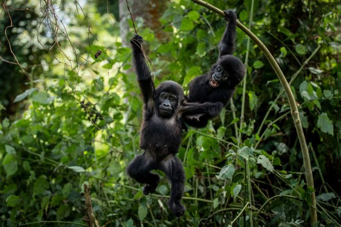 Volcanoes Safaris đã hợp tác với Viện Jane Goodall để triển khai các chương trình cộng đồng, nhằm nuôi dưỡng một thế hệ lãnh đạo mới trong lĩnh vực bảo tồn thiên nhiên. Ảnh: Omega TV