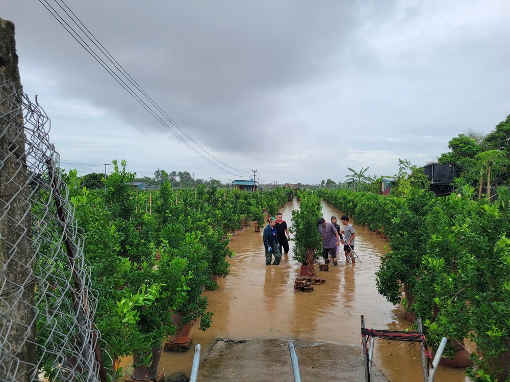 20.000 cây đào Nhật Tân chìm trong nước lũ - ảnh 1