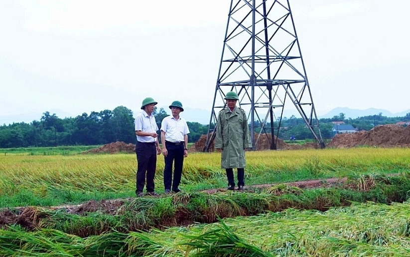 125.000ha lúa mùa miền Bắc chịu thiệt hại do siêu bão Yagi